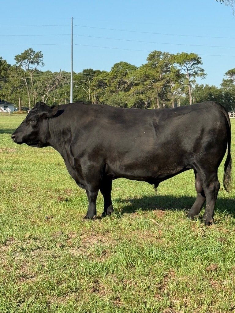 Fulcher Tomahawk 2459